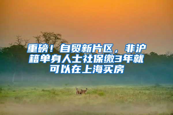 重磅！自贸新片区，非沪籍单身人士社保缴3年就可以在上海买房