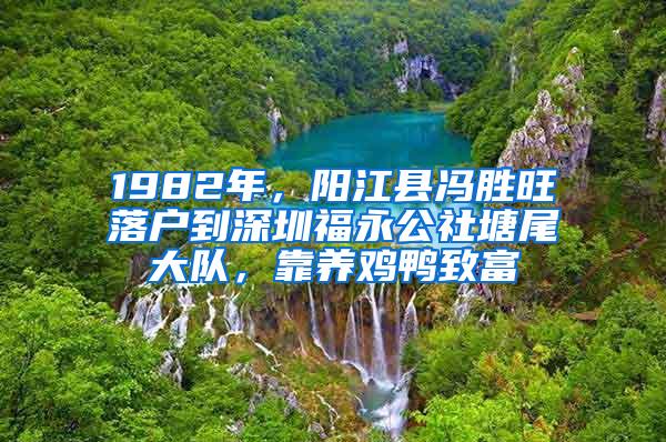 1982年，阳江县冯胜旺落户到深圳福永公社塘尾大队，靠养鸡鸭致富